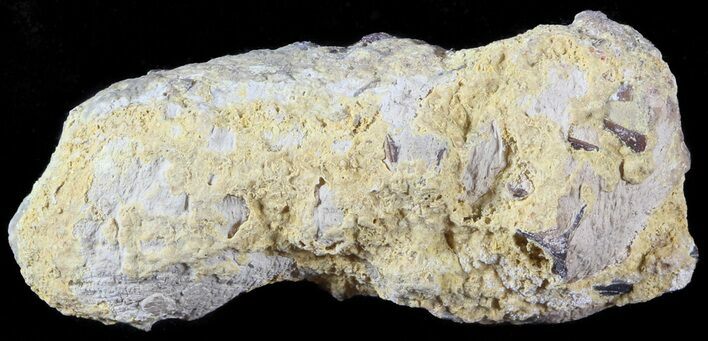 Fish Coprolite (Fossil Poo) - Kansas #49348